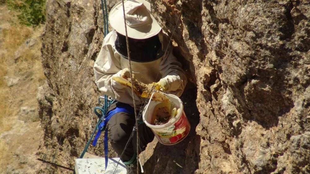Ölüme meydan okuyup 200 metrelik kayalıklardan "kaya balını" topladı
