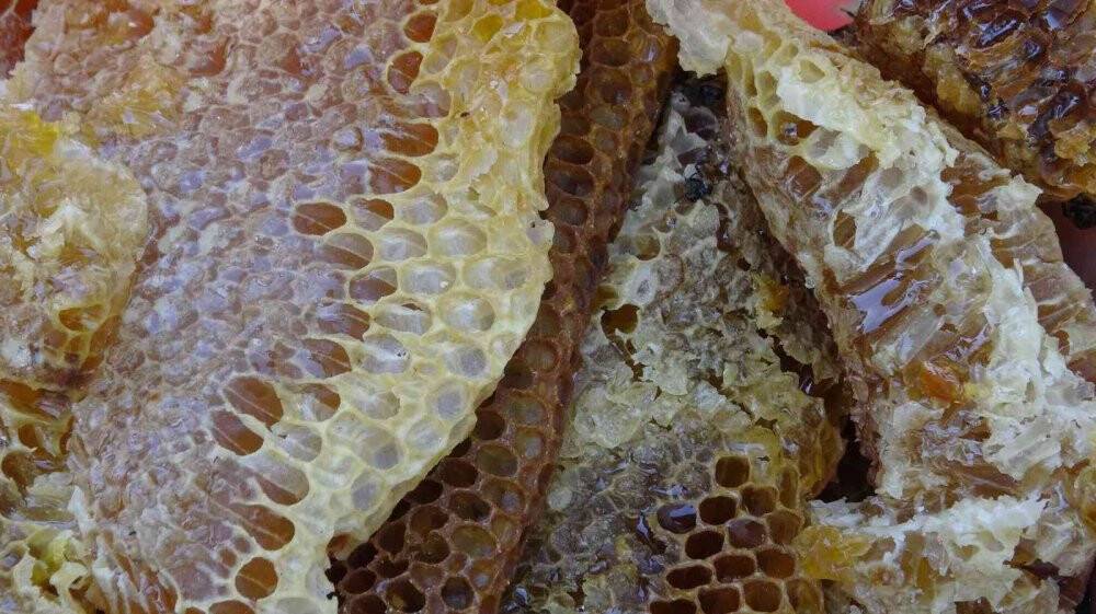 Ölüme meydan okuyup 200 metrelik kayalıklardan "kaya balını" topladı