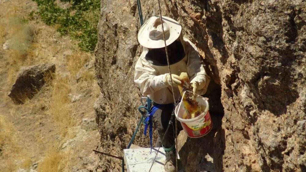 Ölüme meydan okuyup 200 metrelik kayalıklardan "kaya balını" topladı