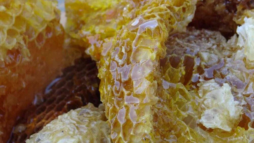 Ölüme meydan okuyup 200 metrelik kayalıklardan "kaya balını" topladı