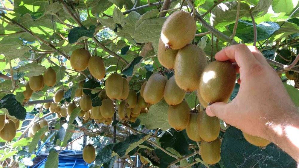 Ordu’da kivi üretimi yaygınlaşıyor