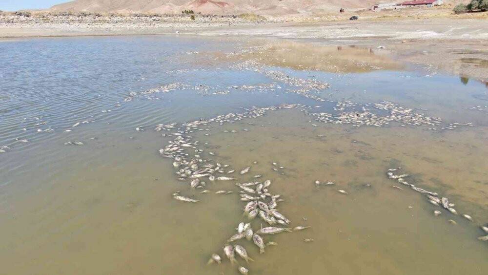 Uyarıları dinlemediler, kuruttukları gölette binlerce balık öldü
