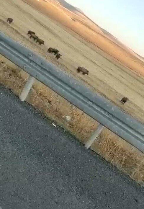 Kars’ta domuz sürüsü cep telefonuyla görüntülendi