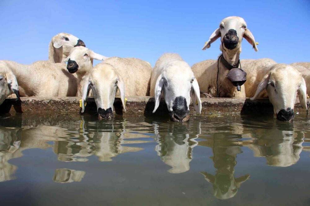 Suya ulaşmak için 15 kilometrelik tozlu yolculuk