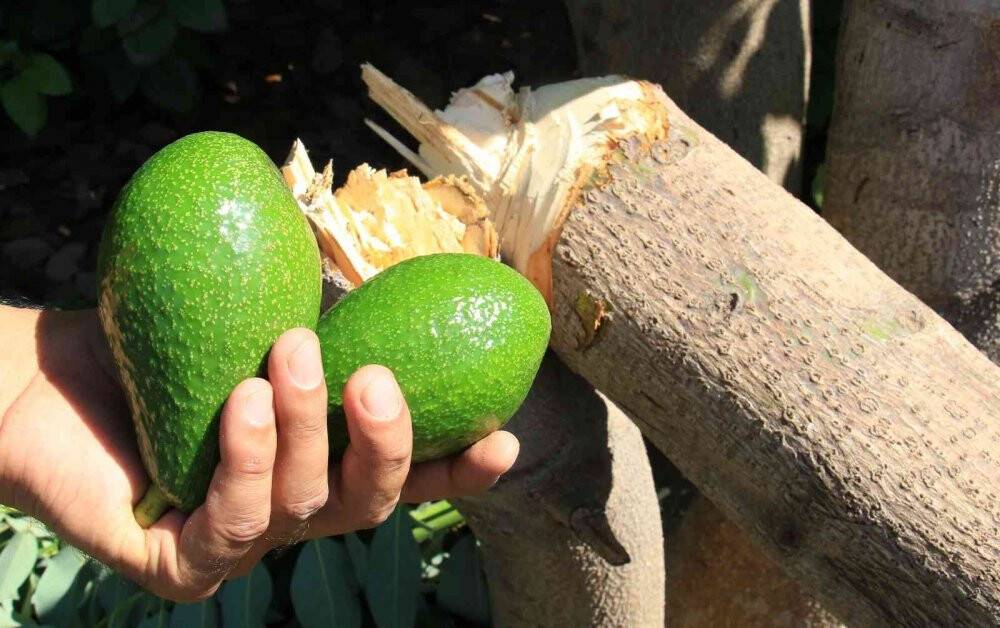 10 yıllık emek gitti: Avokado hırsızları ağacı baltayla kesti