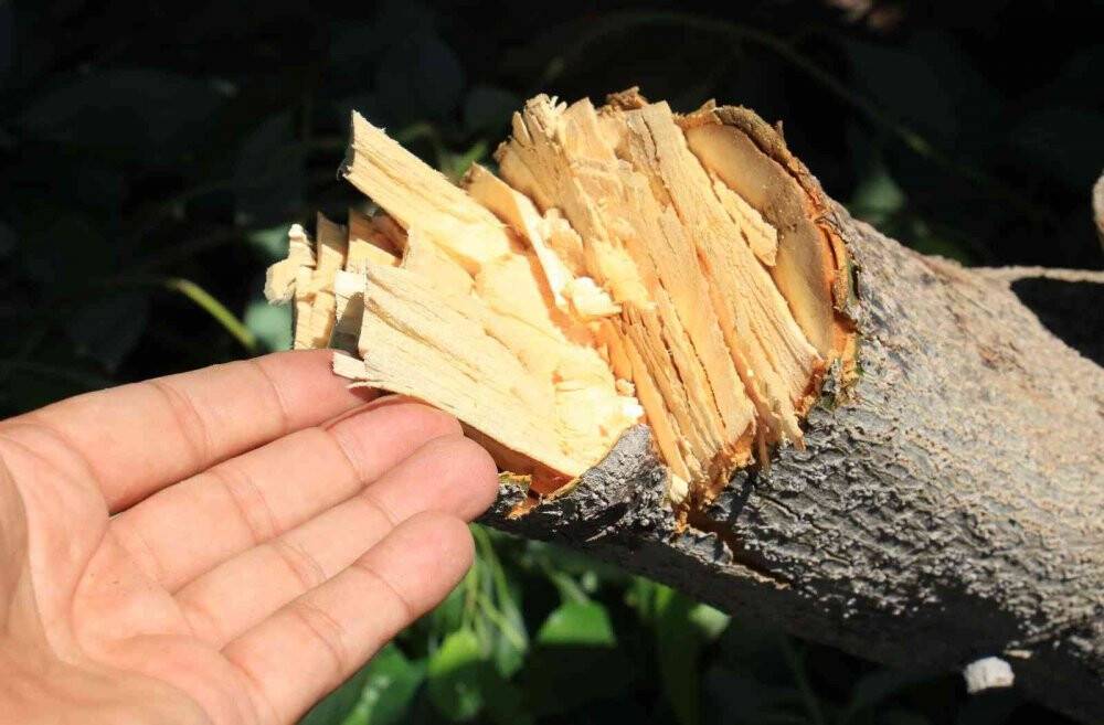 10 yıllık emek gitti: Avokado hırsızları ağacı baltayla kesti