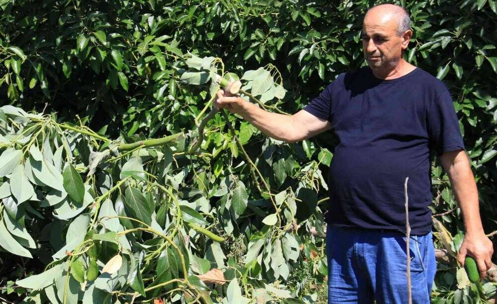 10 yıllık emek gitti: Avokado hırsızları ağacı baltayla kesti