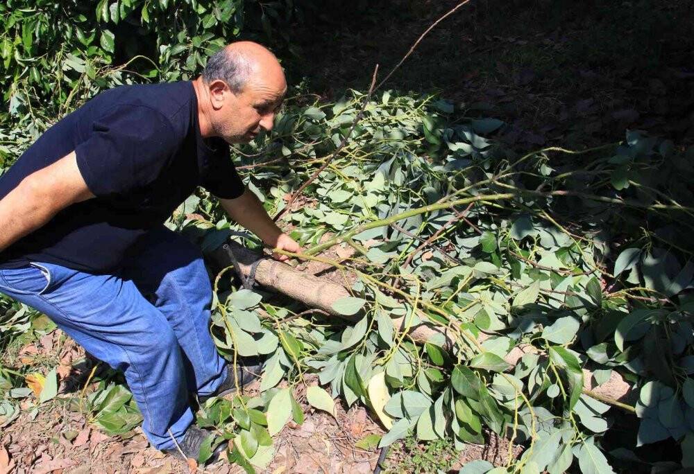 10 yıllık emek gitti: Avokado hırsızları ağacı baltayla kesti