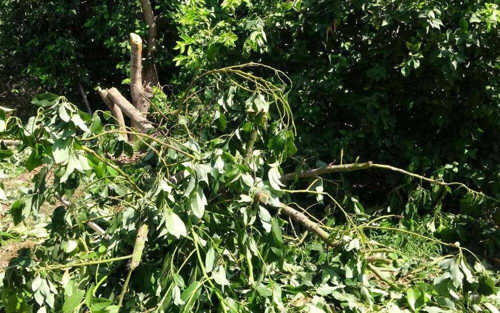 10 yıllık emek gitti: Avokado hırsızları ağacı baltayla kesti