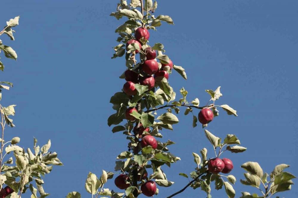 İçi kırmızı elma kanser hastalarına şifa