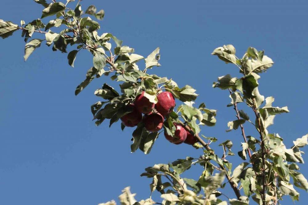 İçi kırmızı elma kanser hastalarına şifa