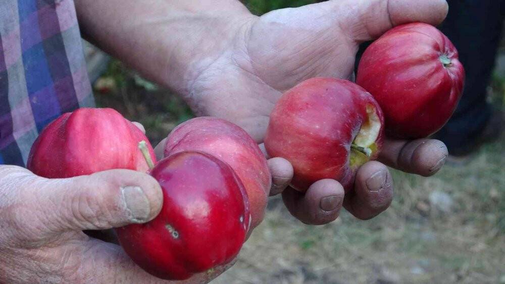 İçi kırmızı elma kanser hastalarına şifa