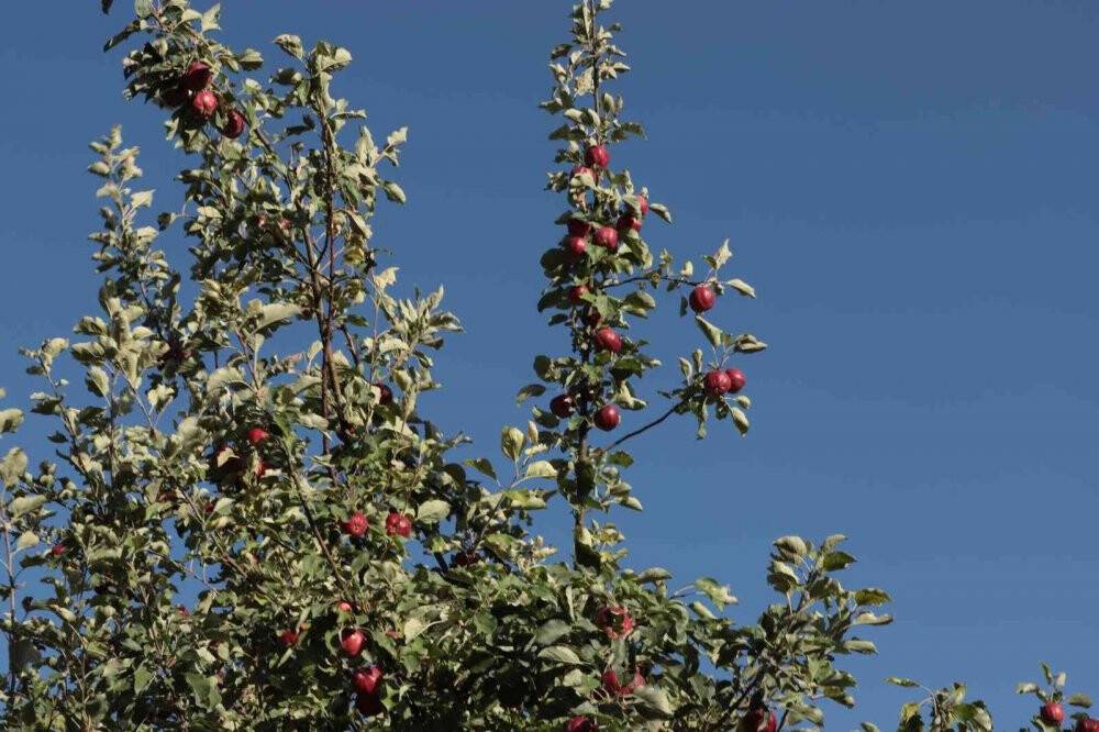 İçi kırmızı elma kanser hastalarına şifa