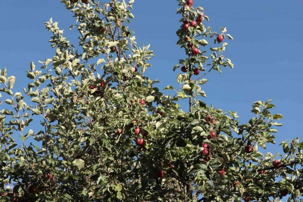 İçi kırmızı elma kanser hastalarına şifa