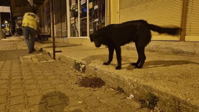 Sokak hayvanlarına polis şefkati
