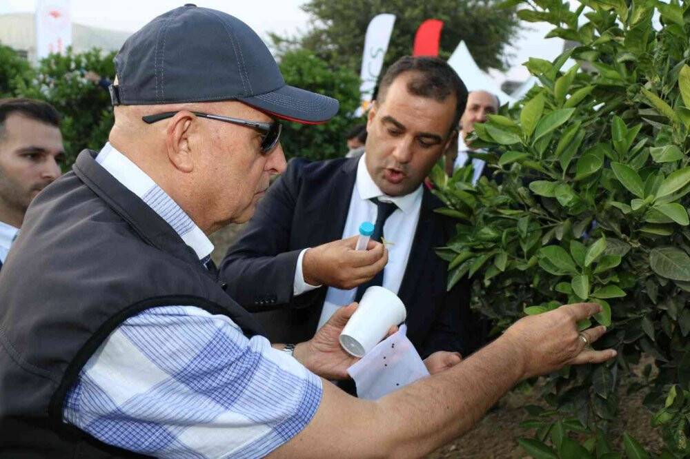 Avcı böcekler turunçgili koruyacak