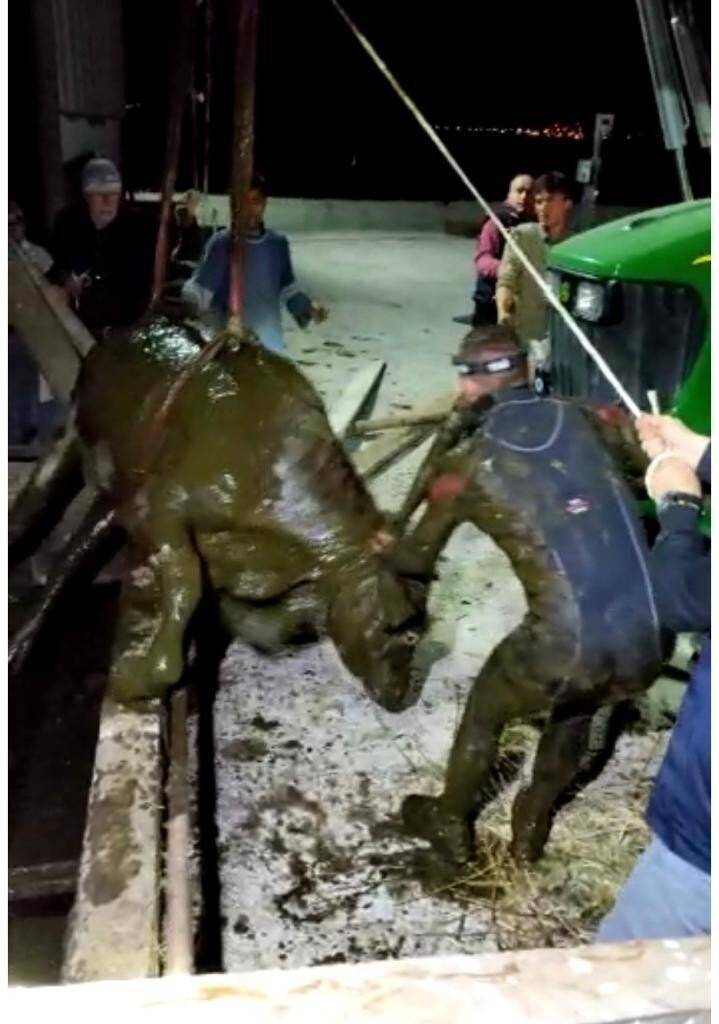 Düştüğü çukurda kalbi duran köpeği AFAD ekipleri hayata döndürdü