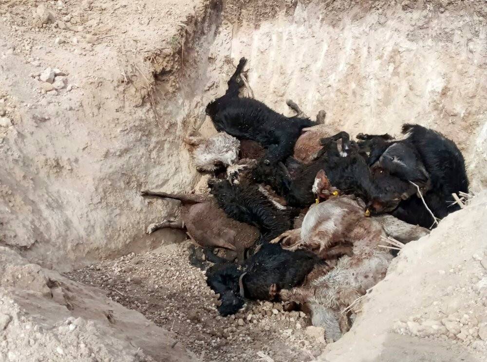 Ağıla yıldırım düştü, 38 küçükbaş hayvan telef oldu