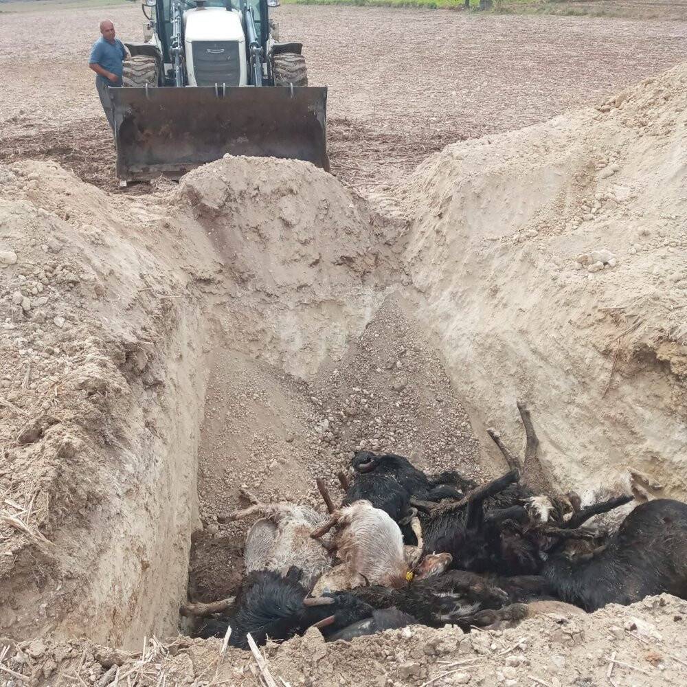 Ağıla yıldırım düştü, 38 küçükbaş hayvan telef oldu