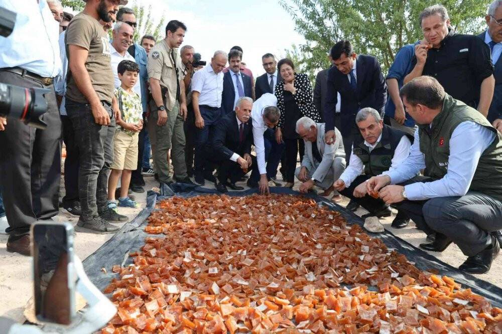 Şanlıurfa’da bağ bozumu festivali