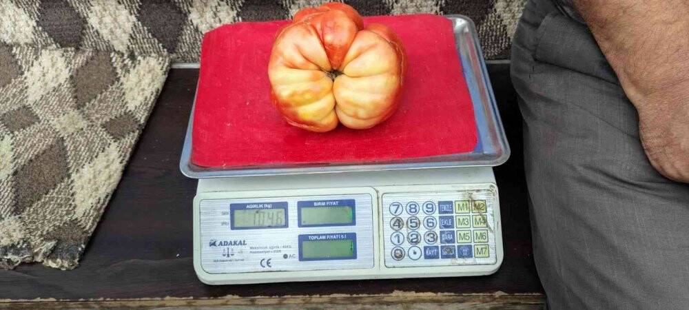 Ağırlığı bir kiloyu aşan dev Sason domatesi tezgahlarda yerini aldı