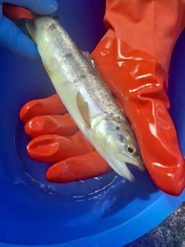 Sinop’ta kırmızı benekli alabalık popülasyonu güçlendirilecek