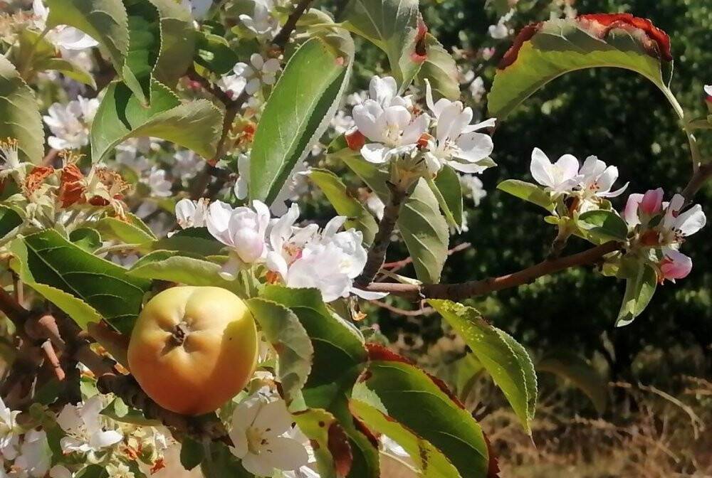 Yüksek kesimlere kar yağarken çiçek açan elma ağacı şaşırttı