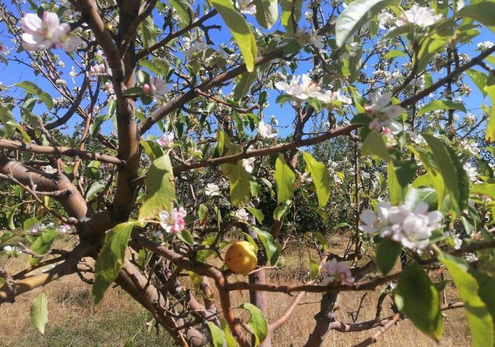 Yüksek kesimlere kar yağarken çiçek açan elma ağacı şaşırttı
