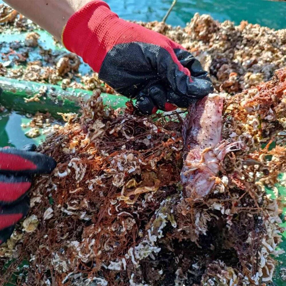 Denizlerden 5 futbol sahası büyüklüğünde hayalet ağ çıkarıldı