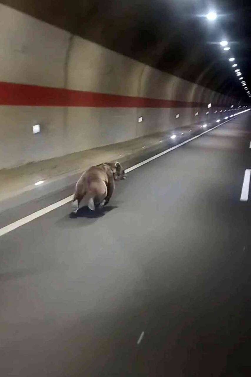 "Kestirme olsun" diye tüneli kullanan uyanık ayı kameralara yakalandı