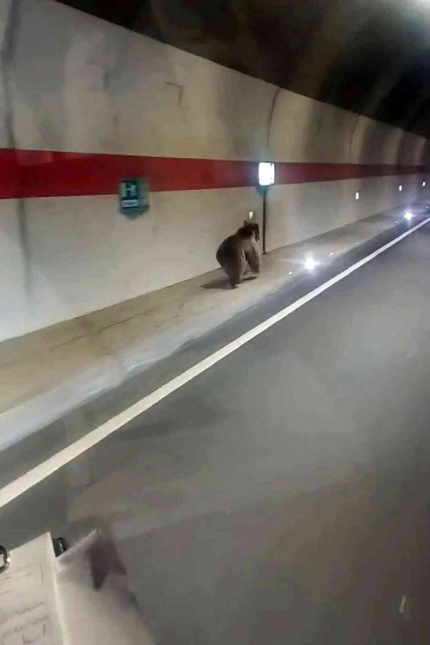 "Kestirme olsun" diye tüneli kullanan uyanık ayı kameralara yakalandı