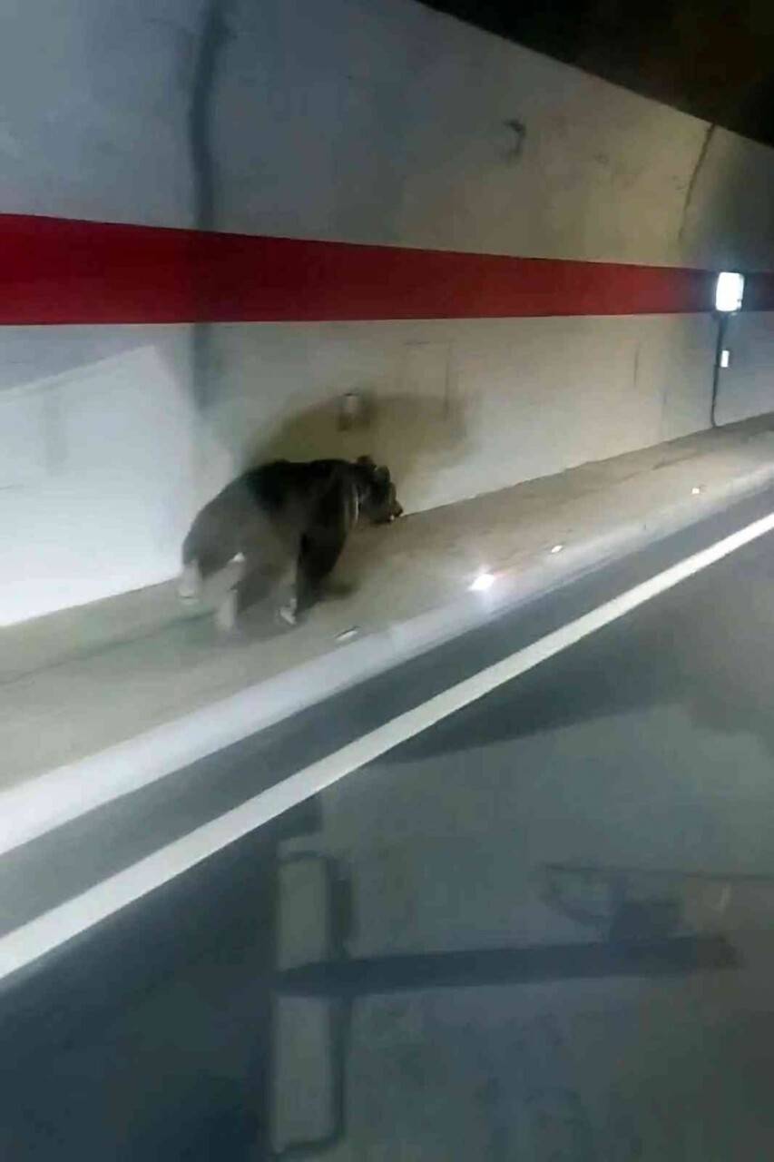 "Kestirme olsun" diye tüneli kullanan uyanık ayı kameralara yakalandı