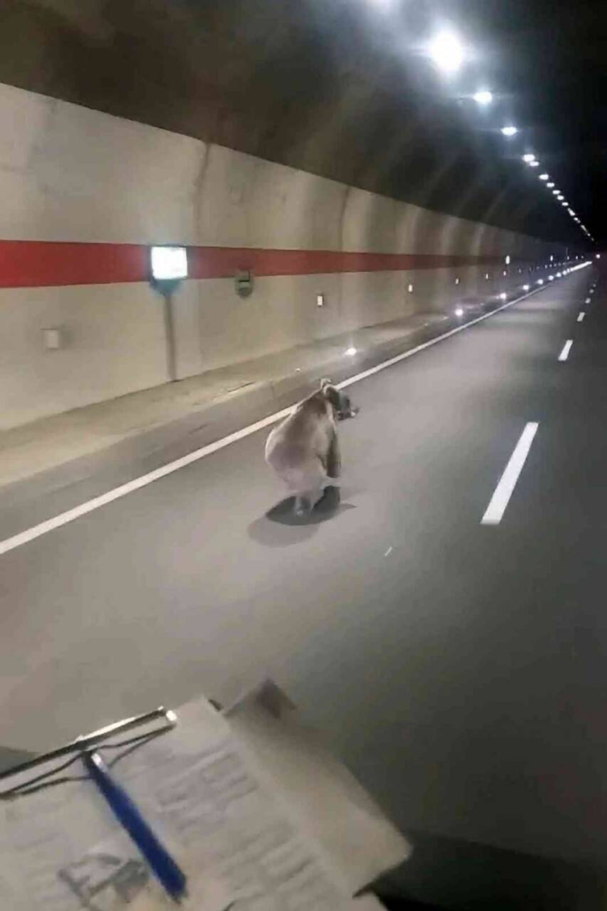 "Kestirme olsun" diye tüneli kullanan uyanık ayı kameralara yakalandı