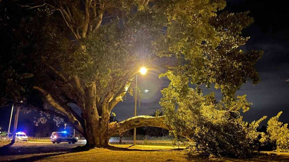 Bursa’da kavak ağacı yıkıldı, ekiplerin çalışmasıyla kaldırıldı