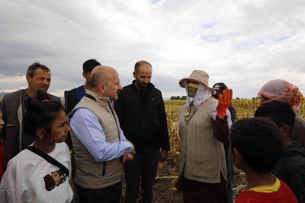 Ağrı’da ayçiçeği üreticiliği yaygınlaşıyor