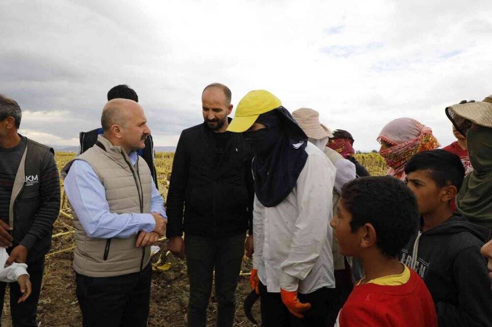 Ağrı’da ayçiçeği üreticiliği yaygınlaşıyor