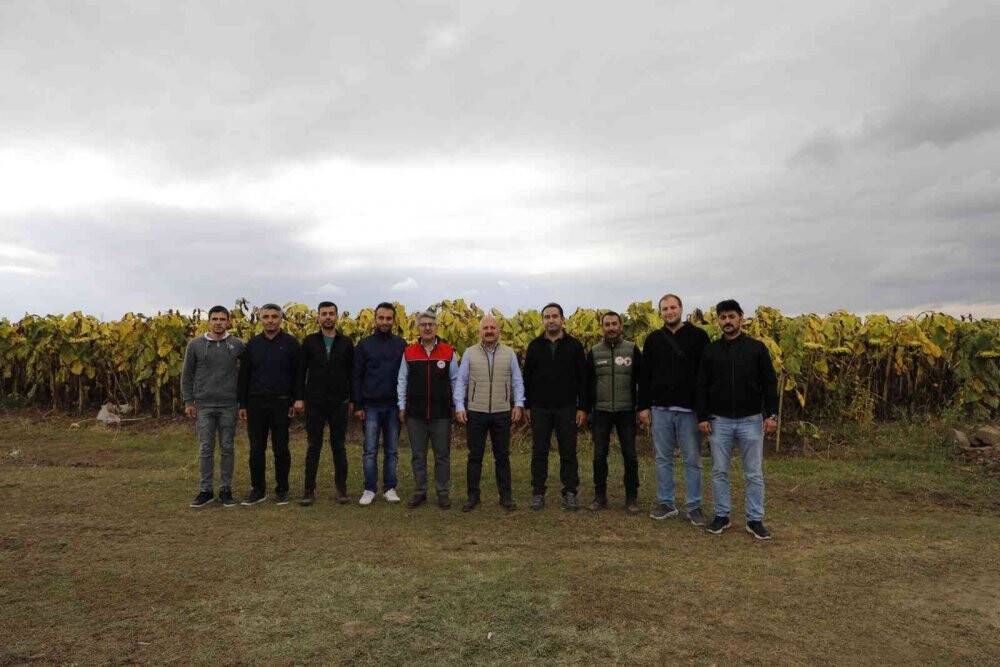 Ağrı’da ayçiçeği üreticiliği yaygınlaşıyor