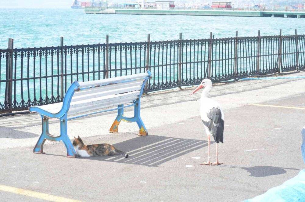 Balık çalarken görüntülenen leylek, kedilere savaş açtı: O anlar kamerada