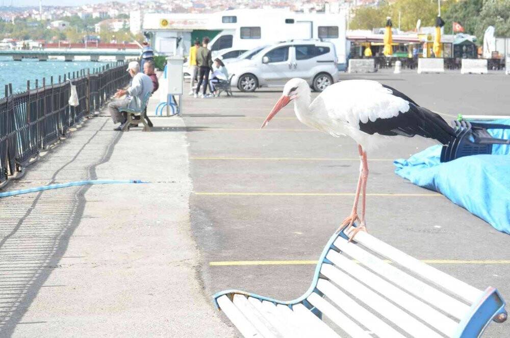 Balık çalarken görüntülenen leylek, kedilere savaş açtı: O anlar kamerada