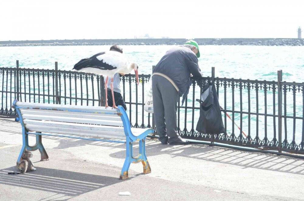 Balık çalarken görüntülenen leylek, kedilere savaş açtı: O anlar kamerada