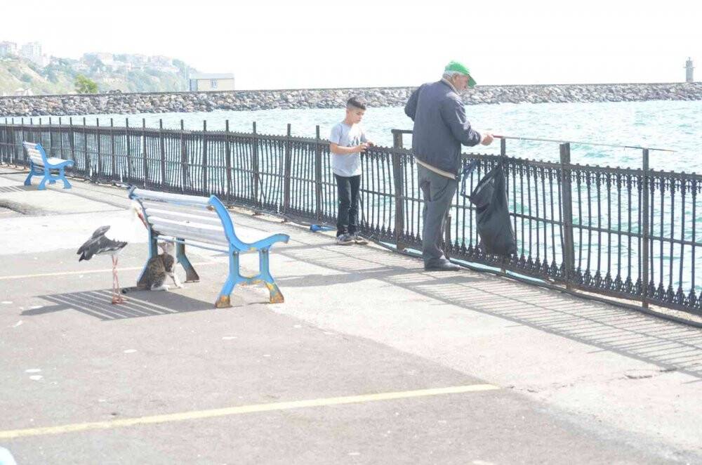 Balık çalarken görüntülenen leylek, kedilere savaş açtı: O anlar kamerada