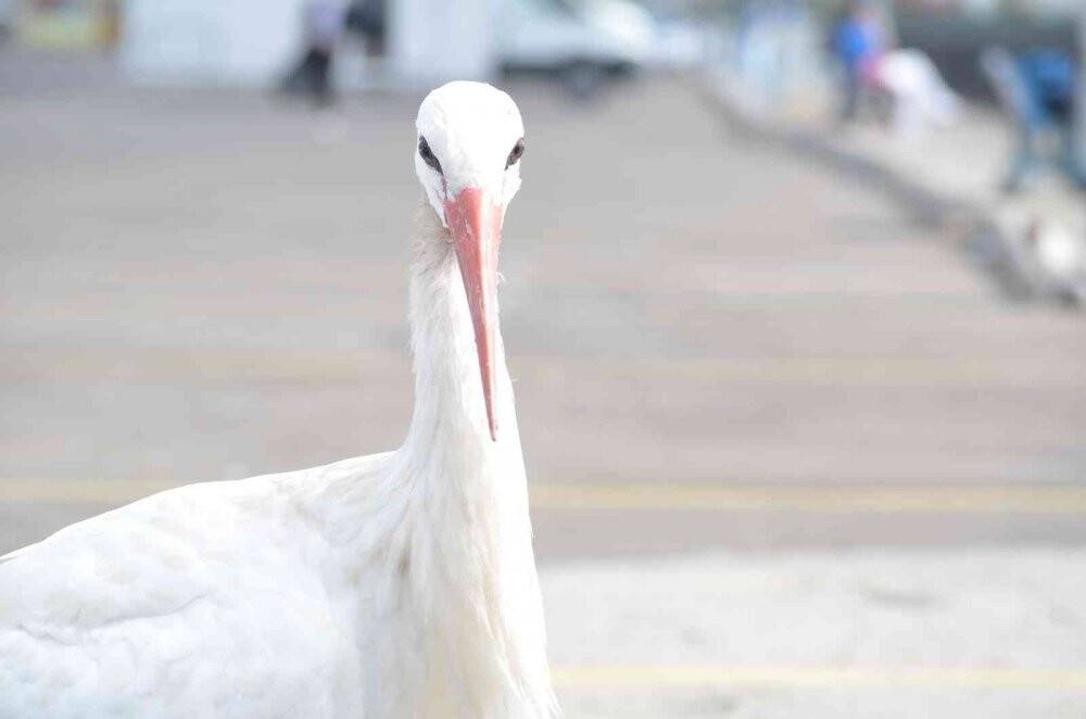Balık çalarken görüntülenen leylek, kedilere savaş açtı: O anlar kamerada
