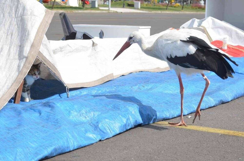 Balık çalarken görüntülenen leylek, kedilere savaş açtı: O anlar kamerada