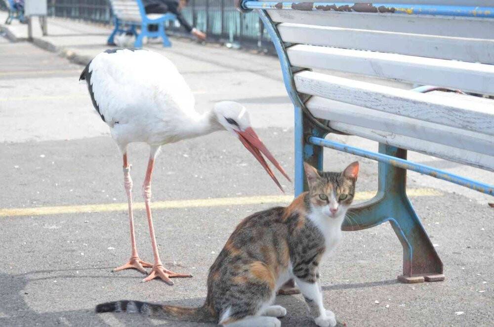 Balık çalarken görüntülenen leylek, kedilere savaş açtı: O anlar kamerada