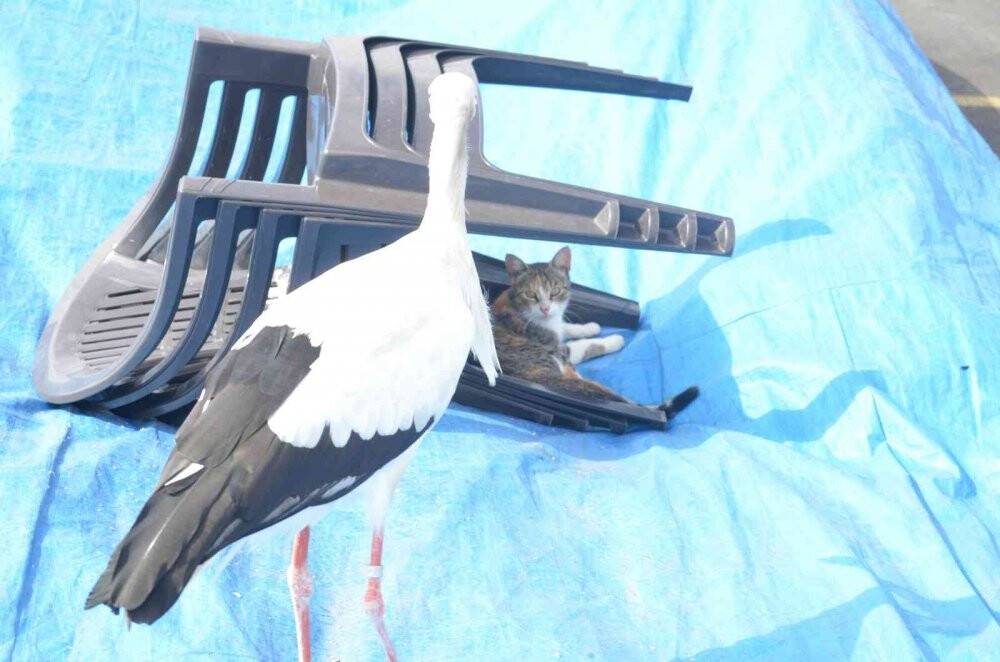 Balık çalarken görüntülenen leylek, kedilere savaş açtı: O anlar kamerada