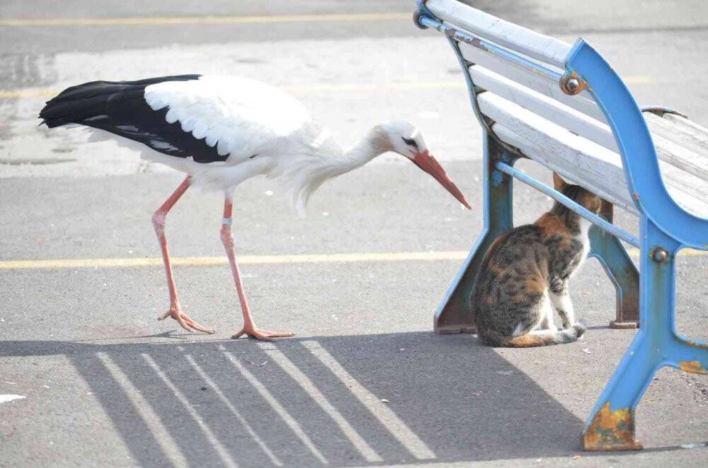 Balık çalarken görüntülenen leylek, kedilere savaş açtı: O anlar kamerada