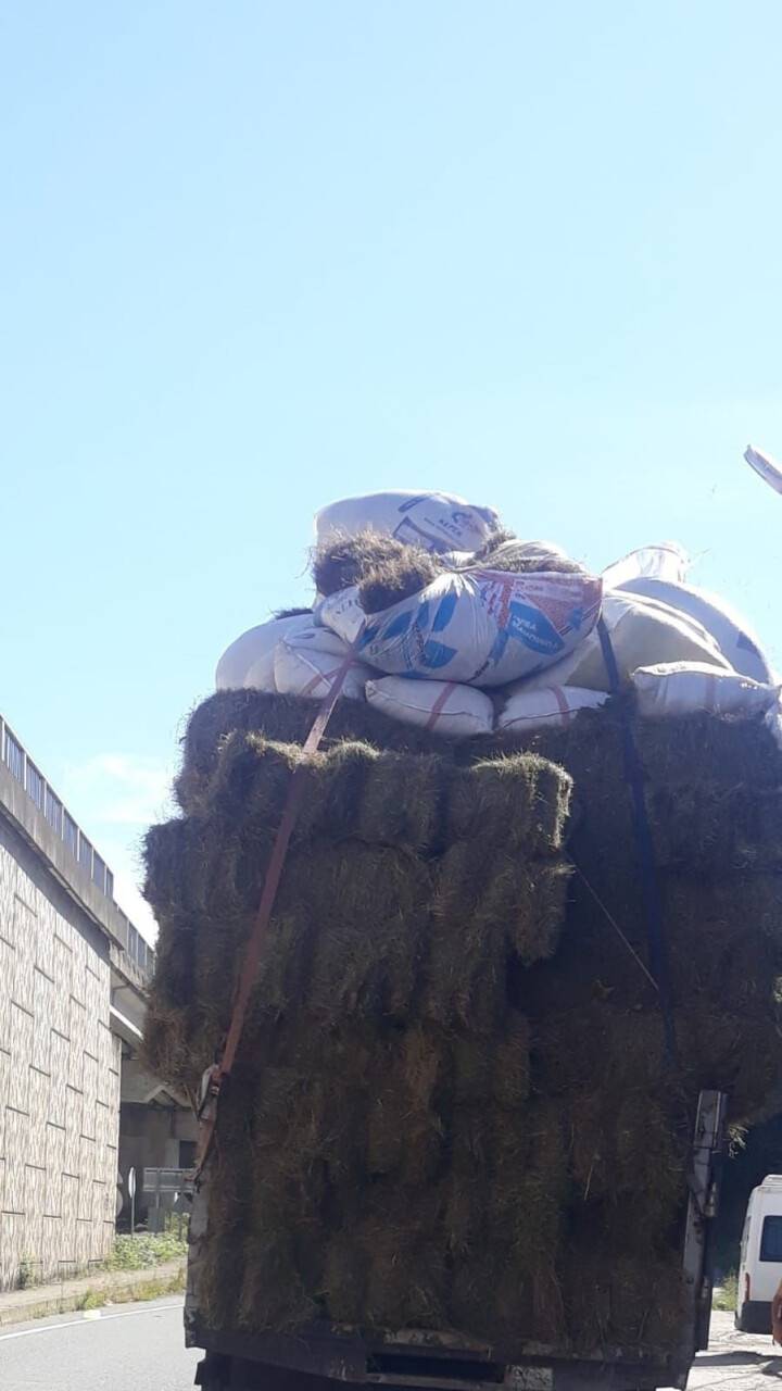 Çayır yüklü kamyonetin üzerinden düşerek ağır yaralandı