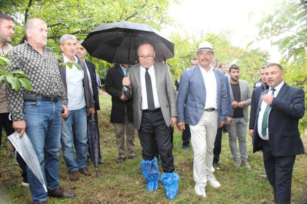 Ceviz hasadı renkli görüntülere sahne oldu, 7 ton ceviz toplandı