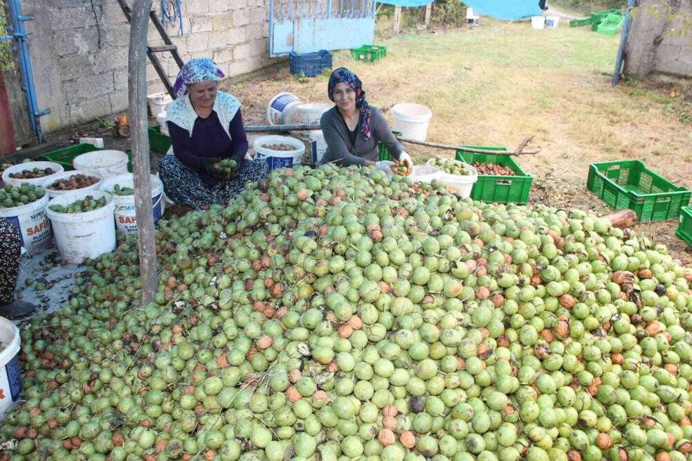 Ceviz hasadı renkli görüntülere sahne oldu, 7 ton ceviz toplandı