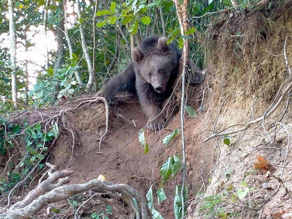 Rize’de fındık bahçesine giren boz ayı  çelik tele takıldı